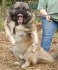 angry caucasian shepard 1.jpg